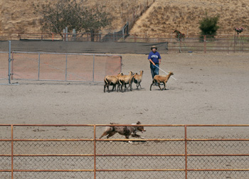 Sal Manna sheepherding